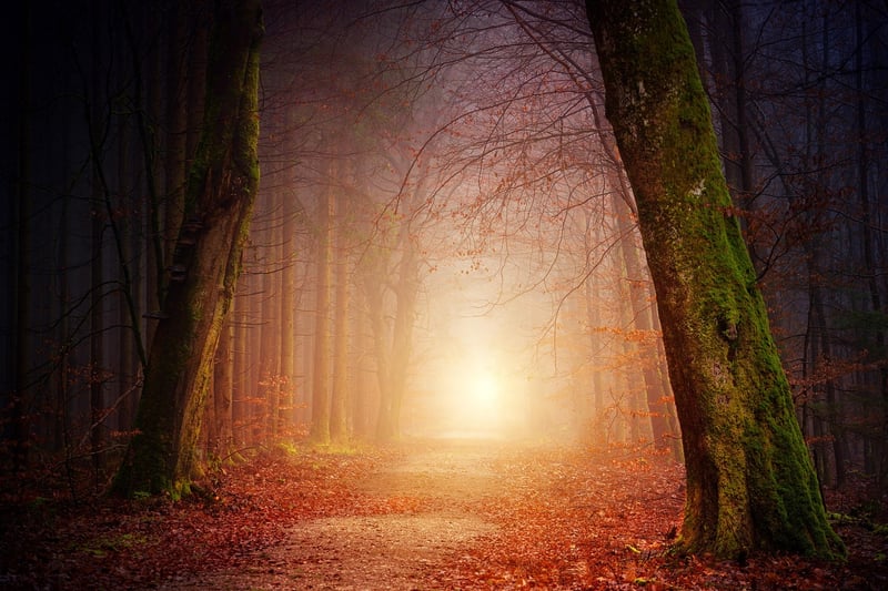 Enchanted Woodland Walk
