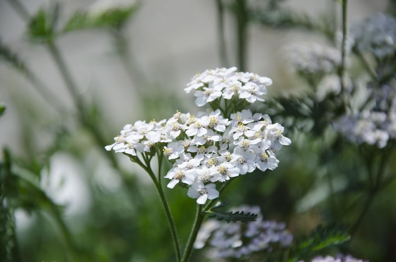 Yarrow Herb